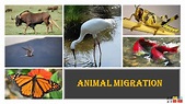 ANIMAL MIGRATION - Fun with science