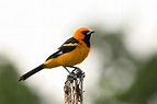 Meet the Orange Birds of North America: Hard to Sight Birds