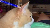 Cat flaps its ears in slow-motion. - YouTube