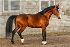 Horse Breed: Oldenburg
