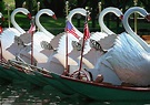 Swan Boats return to the Boston Public Garden this weekend; Here’s ...