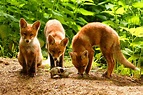 Am Fuchsbau Foto & Bild | tiere, wildlife, säugetiere Bilder auf ...