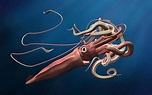 Revealed: The Mysterious, Legendary Giant Squid’s Genome
