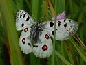 File:Apollo butterfly.JPG - Wikipedia
