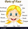 Cartoon child girl vocabulary of face parts Vector Image