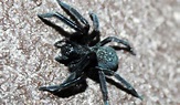 Black House Spider - Facts, Venom & Habitat Information