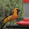 Black and Orange Birds - Picture and ID Guide - Bird Advisors
