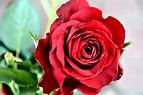 Kostenlose Bild: Rote Rose, Blumenstrauß, Blume