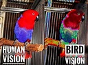 What colors can Birds see? Birds Vision Explained 2022 - (2023)