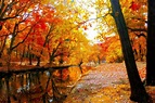 AUTUMN fall landscape nature tree forest leaf leaves wallpaper ...