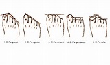 5 tipos de pies, ¿cuál es el tuyo?