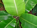 Folhas De Bananeira Planta - Foto gratuita no Pixabay - Pixabay