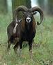 Mouflon - Passion and Prey