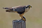 Aplomado Falcon | Falco femoralis | Bird