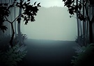 Bosque denso oscuro con niebla y glade como ilustración o fondo de ...
