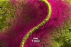 BBC Two rebrands with idents that give artistic freedom to animators ...