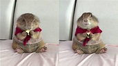 影／露肥肚狂吃起司 土撥鼠進食秀讓網友「融化」啦！ | 寵物 | 三立新聞網 SETN.COM