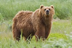 File:2010-kodiak-bear-1.jpg - Wikimedia Commons
