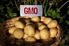 U.S. Approves 3 Types Of Genetically Engineered Potatoes.. • ZERO GMO