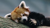 Cute Baby Red Pandas Wallpapers - Top Free Cute Baby Red Pandas ...