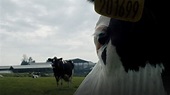 Watch Cow Movie Wikipedia