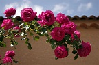 Rosa rosae rosam ..... photo et image | fleurs, roses, nature Images ...