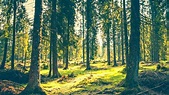 Explotación forestal: qué es, para qué sirve e importancia | Jardineria On