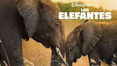 Ver Los elefantes | Película completa | Disney+