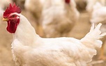 Cobb gains kosher certifcation for Cobb500 broiler - Poultry News