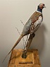 Beautiful Colourful Antique Taxidermy Perched Male Pheasant