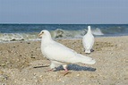 White doves on the sea stock image. Image of water, wing - 97239031