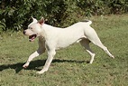 Are Dogo Argentino Dogs Aggressive Or Dangerous