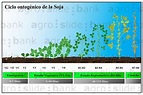 Ciclo ontogénico y Plagas de la soja | Agro Slide Bank