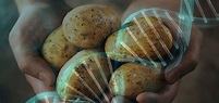 Food Scientists: New GMO Potatoes 'Extremely Worrisome'