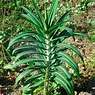 Sementes de Tártago (Euphorbia lathyris) | especialistas em sementes