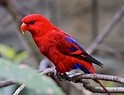 The Most Beautiful Exotic Birds In The world | Marcel Hoffmann