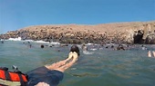 Mar Adentro Excursiones: Swim With Sea Lions in Lima - Wanderluluu