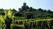 Die besten Winzer der Weinregion Pfalz | VINUM Weinguide Deutschland 2023