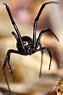 Black Widow Spider Facts Australia - North America Archives | bigorange