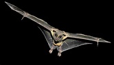 Egyptian fruit bat brains suit tongue echolocation - Futurity