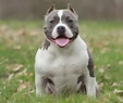 Popular Pitbull Origin Images - My Dog Pitbull