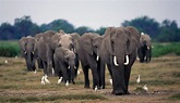Manada de elefantes :: Imágenes y fotos