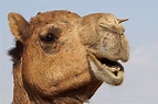 Kamel Foto & Bild | tiere, tierdetails, natur Bilder auf fotocommunity