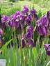 Deutsche Schwertlilie Iris germanica Beschreibung Steckbrief Systematik