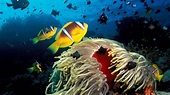Deep Sea Life HD desktop wallpaper : Widescreen : High Definition ...