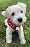 White Miniature Schnauzer Puppy | Schnauzer puppy, White schnauzer ...