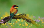 Bird Wallpapers - Top Free Bird Backgrounds - WallpaperAccess