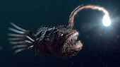 Deep Sea Creatures Wallpapers - Top Free Deep Sea Creatures Backgrounds ...