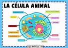 La Célula Animal: Estructura, Partes y Funciones de la Célula Animal