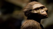 LUCY (AUSTRALOPITHECUS AFARENCIS) - YouTube